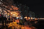 Kim Jungwha-night
